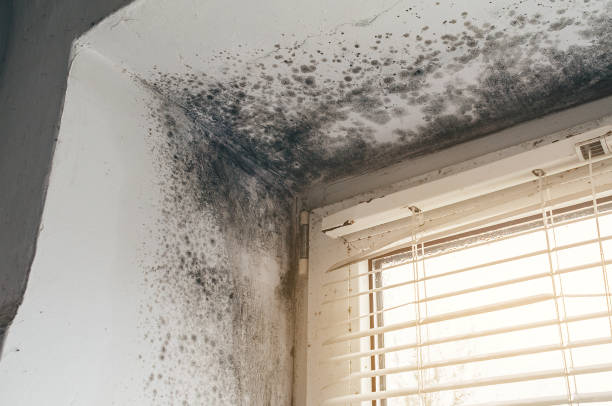 Affordable Commercial Mold Remediation solutions in Rhodelia, KY
